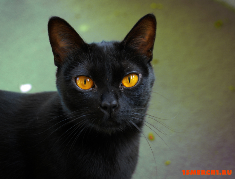Бомбейская кошка