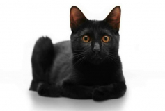 Бомбейская кошка