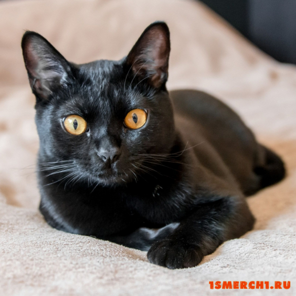 Бомбейская кошка