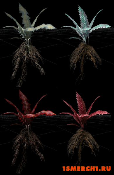 Nirnroot