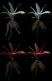 Nirnroot