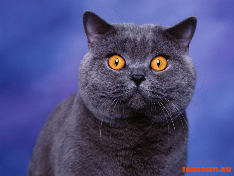 Британская короткошерстная кошка