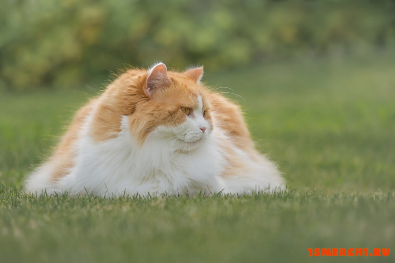 Британская длинношерстная кошка