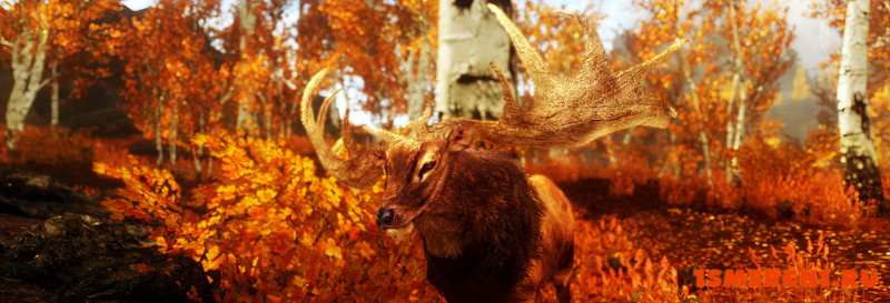 Viking ENB