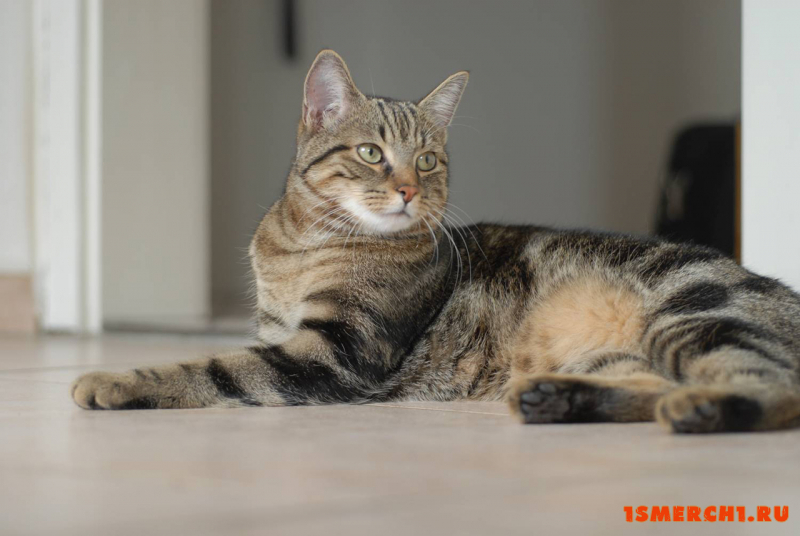 Европейская короткошерстная кошка