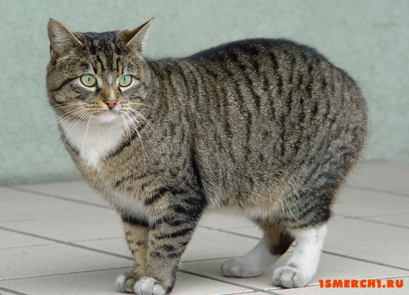 Европейская короткошерстная кошка