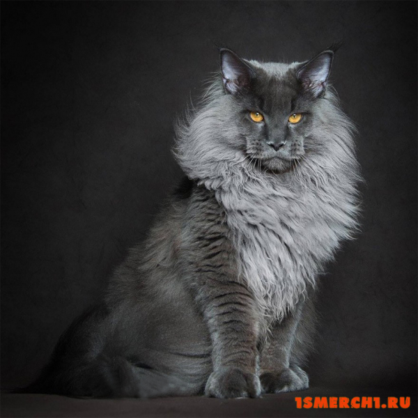 Мейн кун