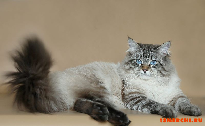 Невская маскарадная кошка