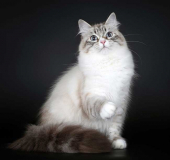 Невская маскарадная кошка