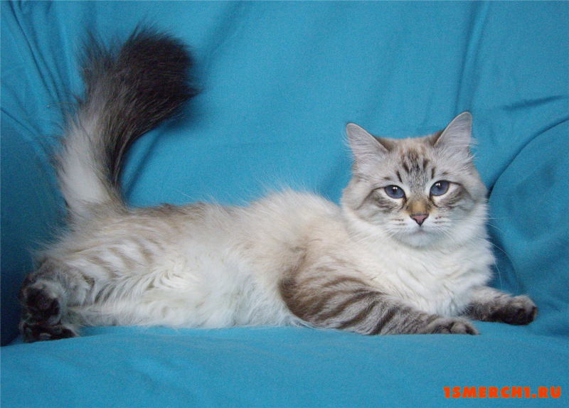 Невская маскарадная кошка