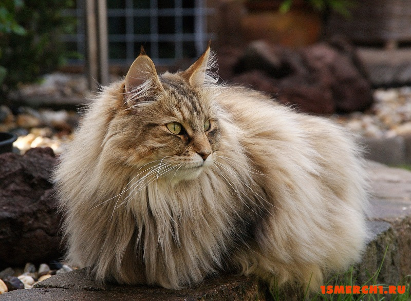 Норвежская лесная кошка