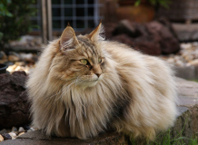 Норвежская лесная кошка