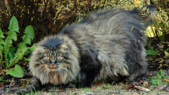 Норвежская лесная кошка