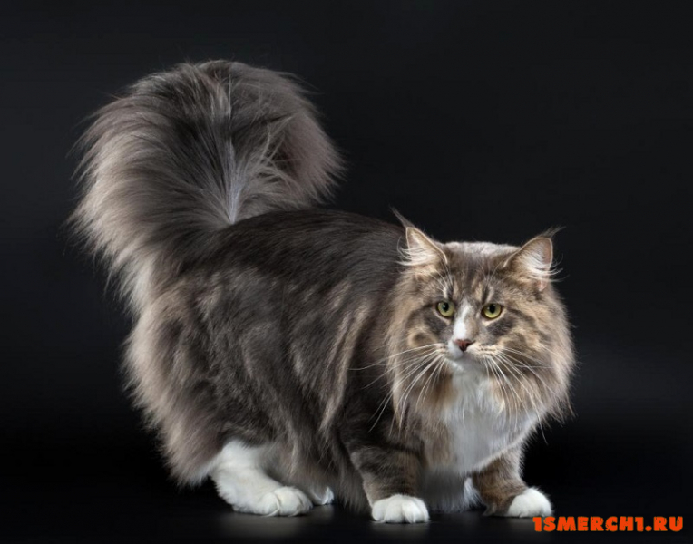 Норвежская лесная кошка