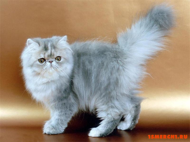 Персидская кошка