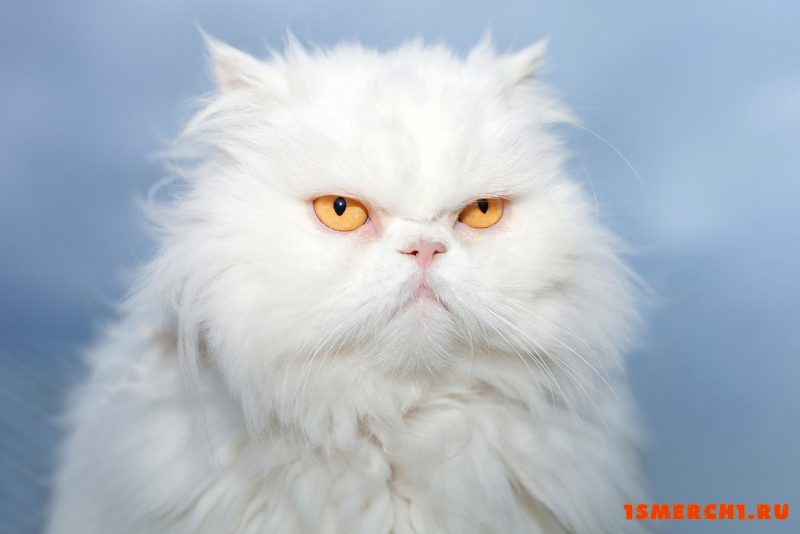 Персидская кошка