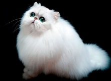 Персидская кошка