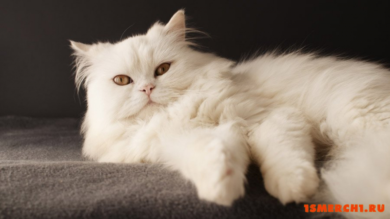 Персидская кошка