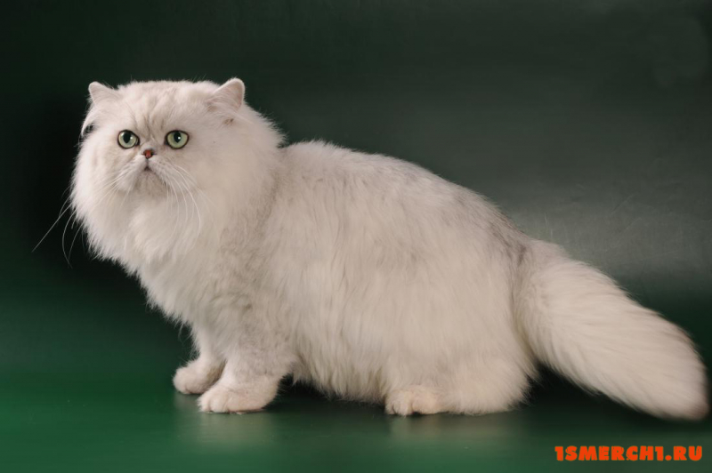 Персидская шиншилла