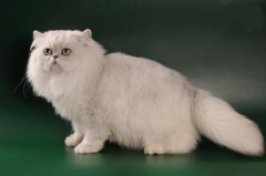 Персидская шиншилла