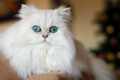 Персидская шиншилла
