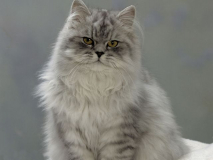 Персидская шиншилла
