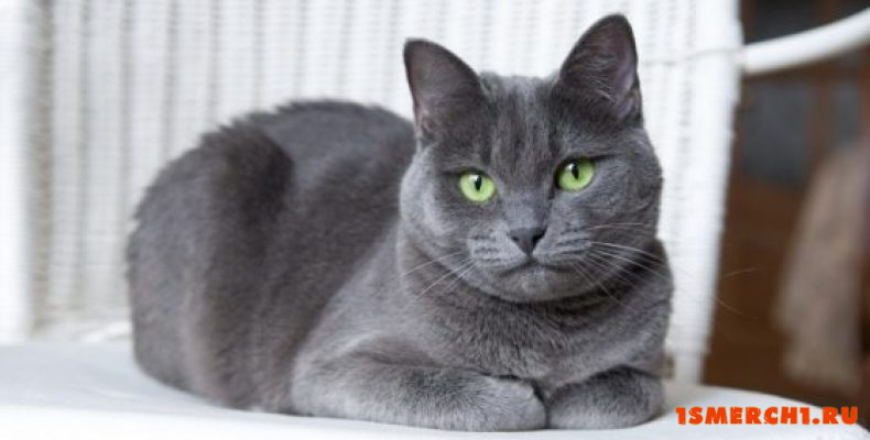 Русская голубая кошка