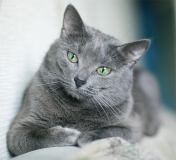 Русская голубая кошка