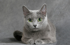 Русская голубая кошка