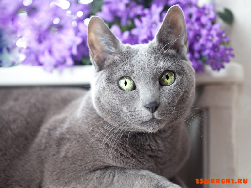 Русская голубая кошка