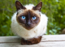 Сиамская кошка