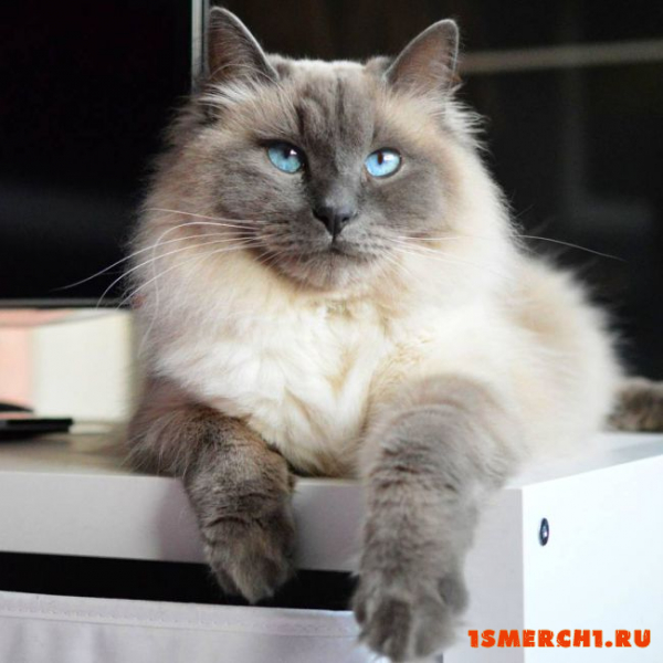 Сибирская кошка