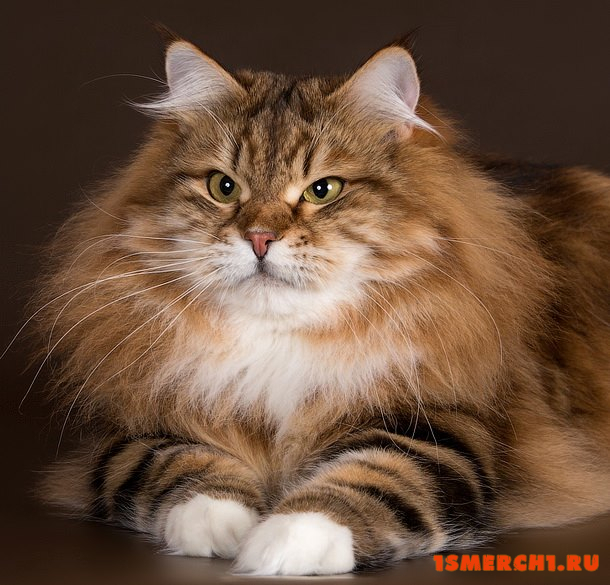 Сибирская кошка