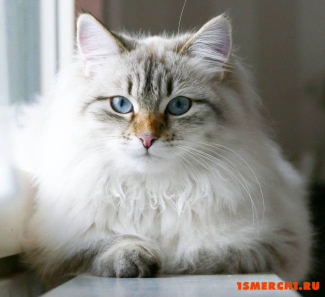 Сибирская кошка
