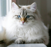 Сибирская кошка