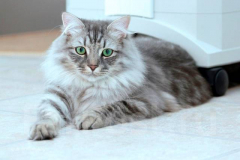 Сибирская кошка