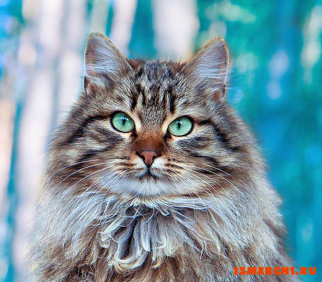 Сибирская кошка
