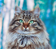 Сибирская кошка