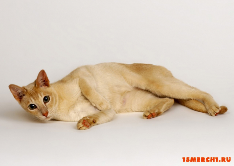 Сингапурская кошка
