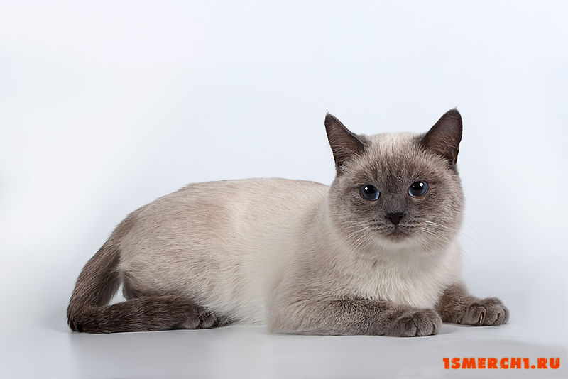 Тайская кошка