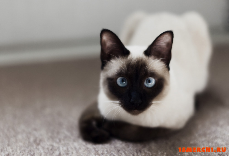 Тайская кошка