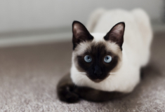 Тайская кошка