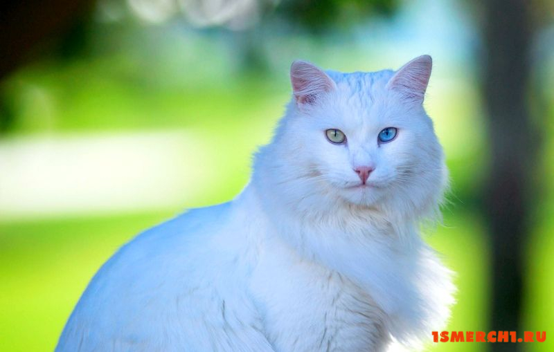 Турецкая ангора