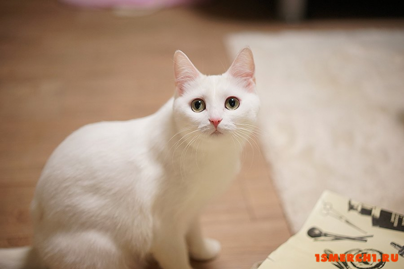Турецкая ангора