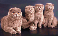 Шотландская вислоухая кошка (скоттиш фолд и страйт)