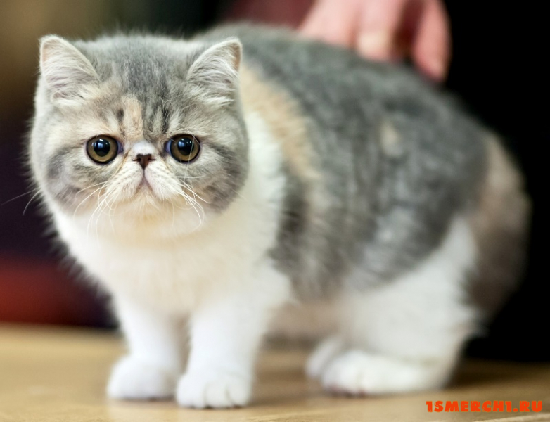 Экзотическая короткошерстная кошка