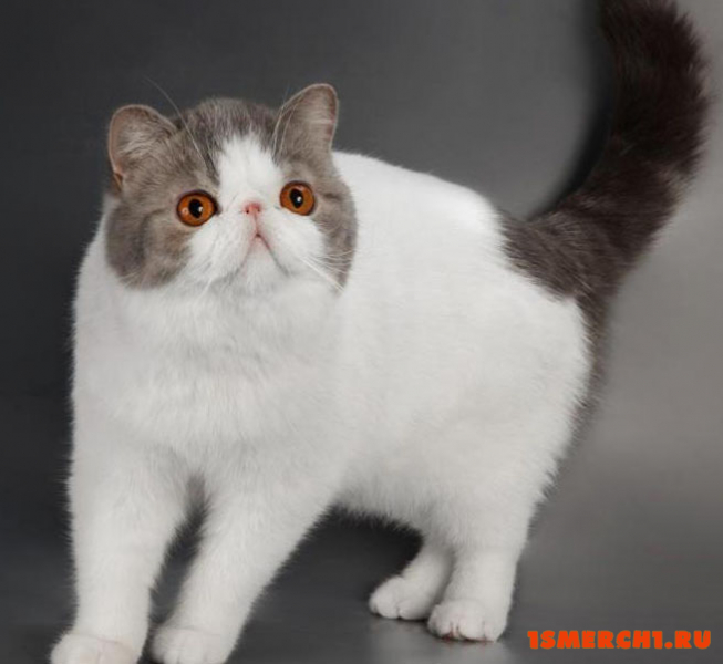 Экзотическая короткошерстная кошка