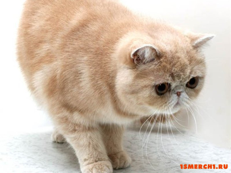 Экзотическая короткошерстная кошка