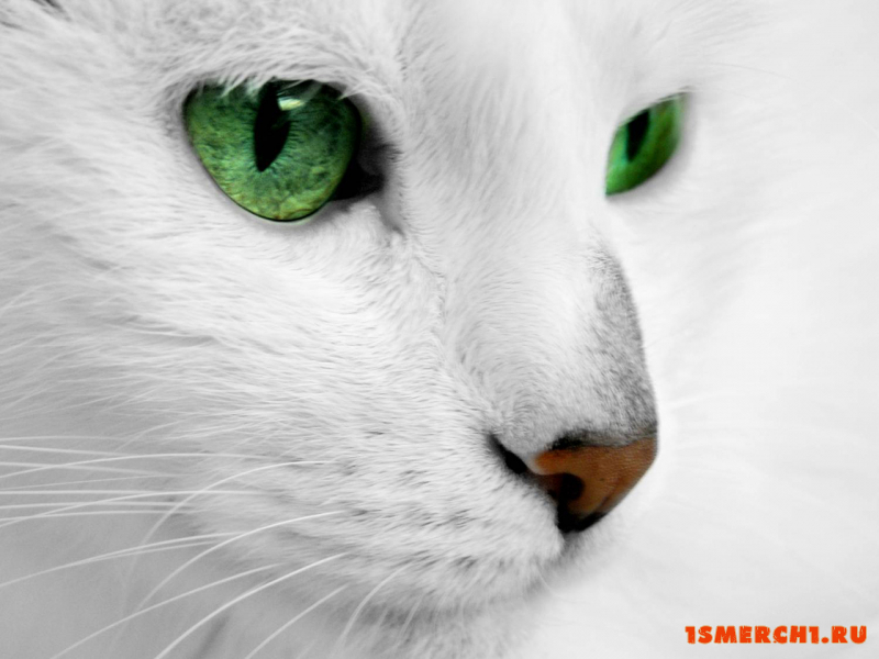 Белая кошка