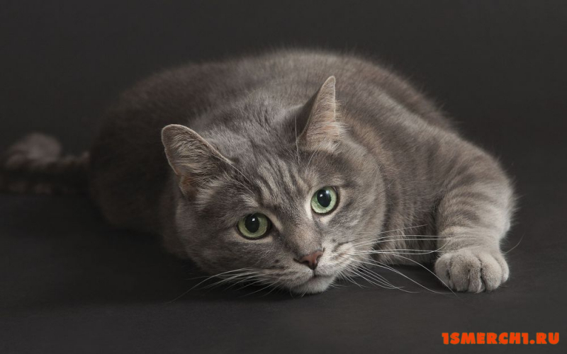 Серая кошка